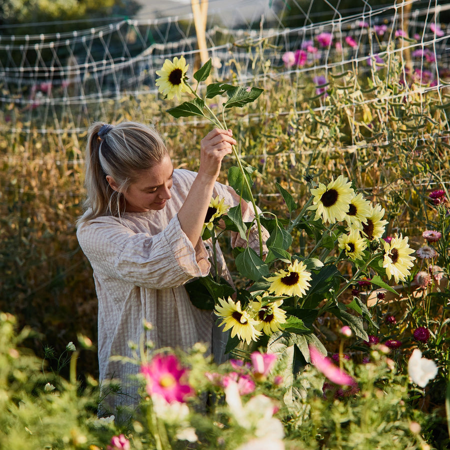 Sunflower Dwarf Lemon Bling Flower | X 20 Seeds – Veggie & Flower ...