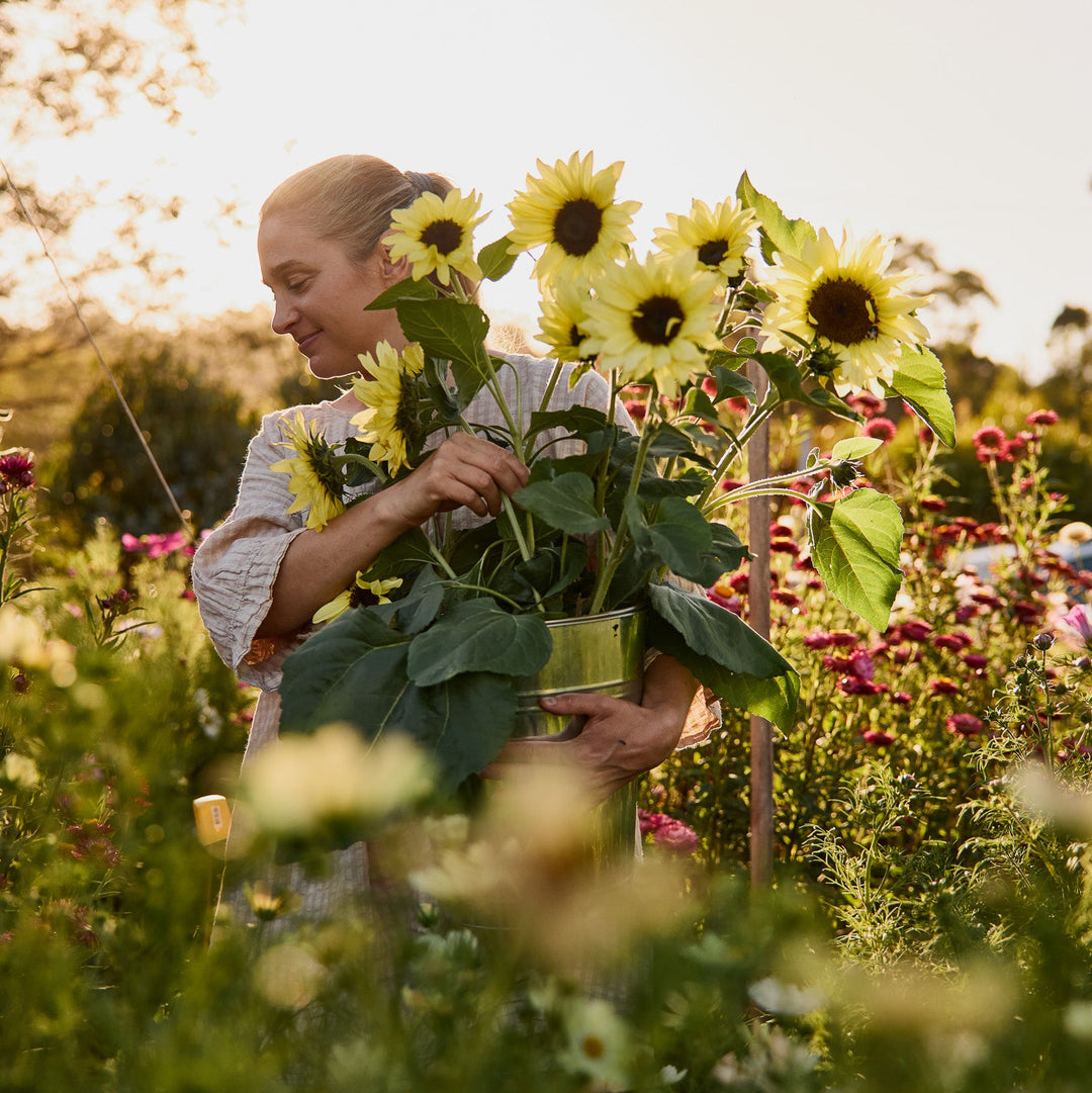Sunflower Lemon Striker Flower | X 20 Seeds