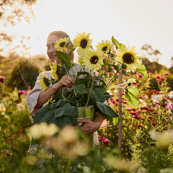 Sunflower Dwarf Lemon Bling Flower | X 20 Seeds