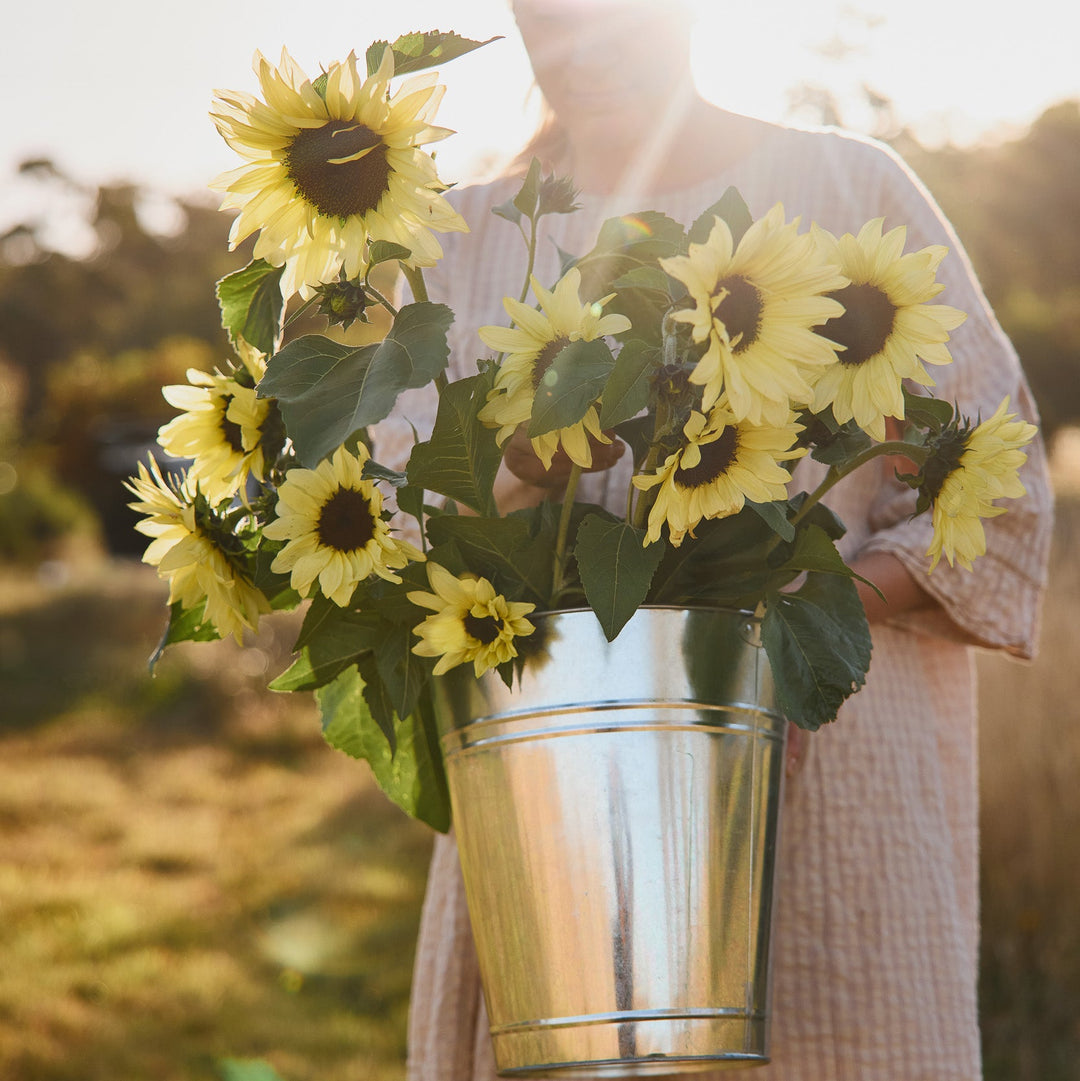 Sunflower Dwarf Lemon Bling Flower | X 20 Seeds