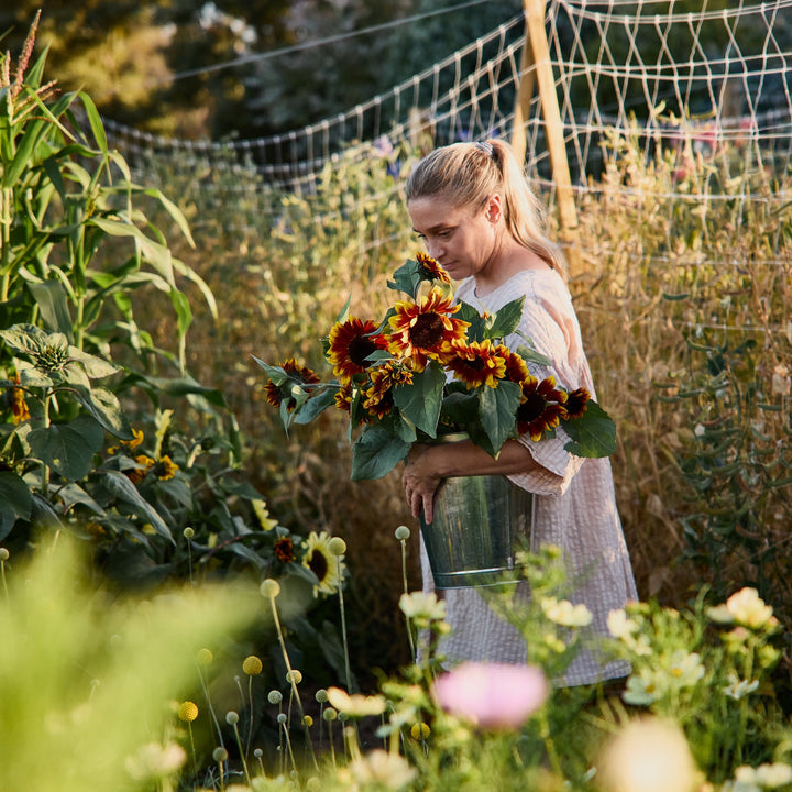 Sunflower Sonnet Branching Flower | X 15 Seeds
