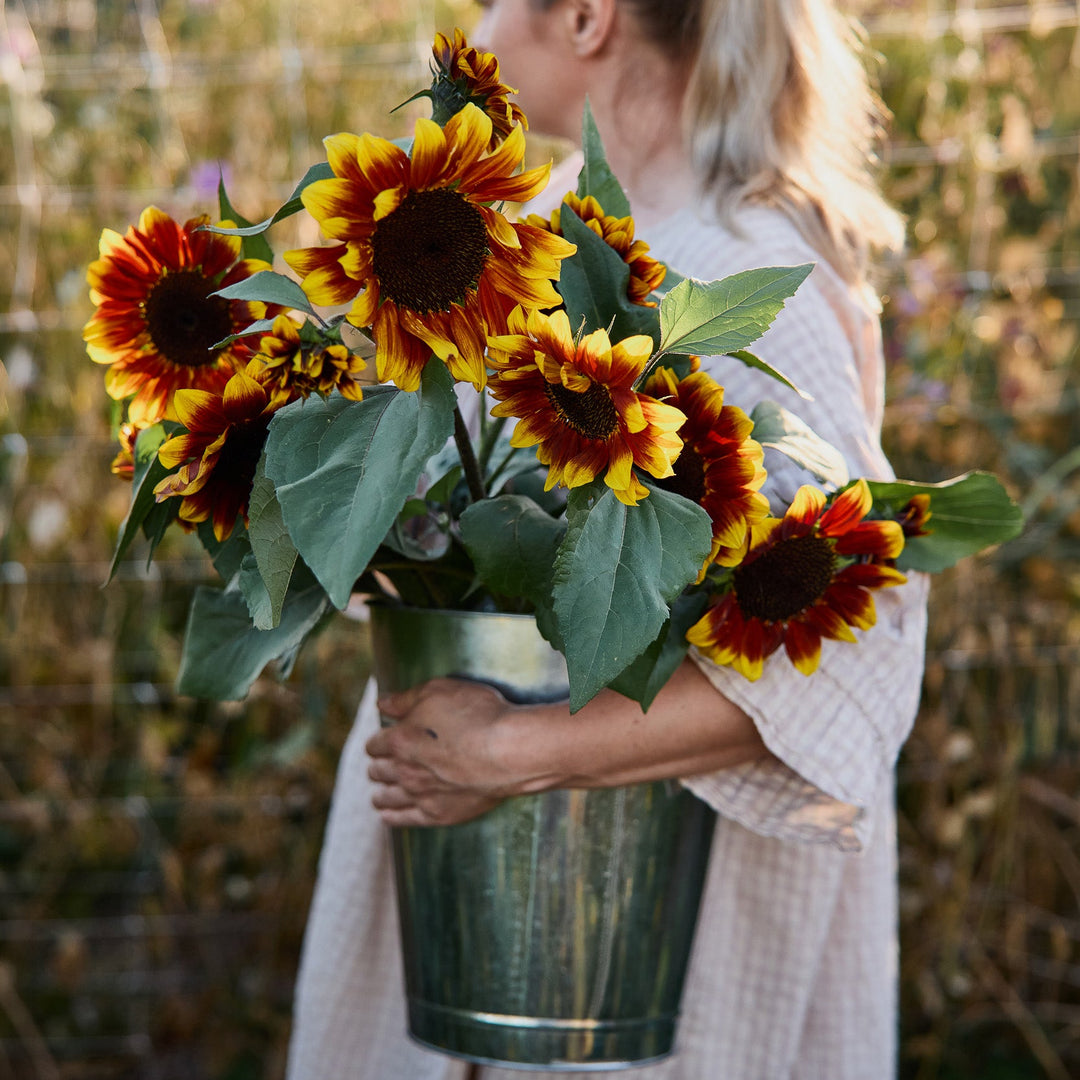 Sunflower Sonnet Branching Flower | X 15 Seeds