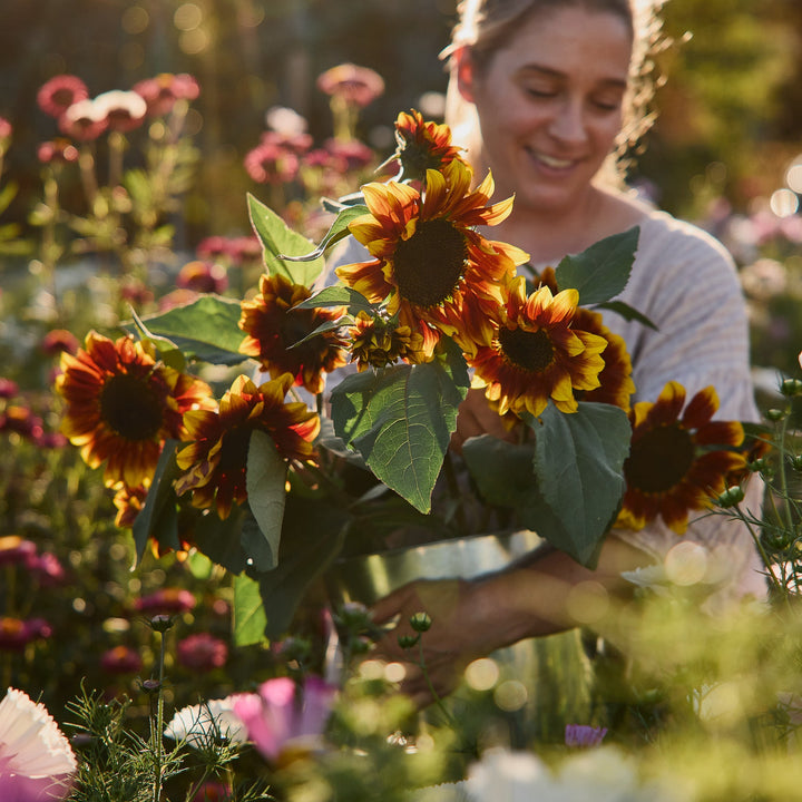 Sunflower Sonnet Branching Flower | X 15 Seeds