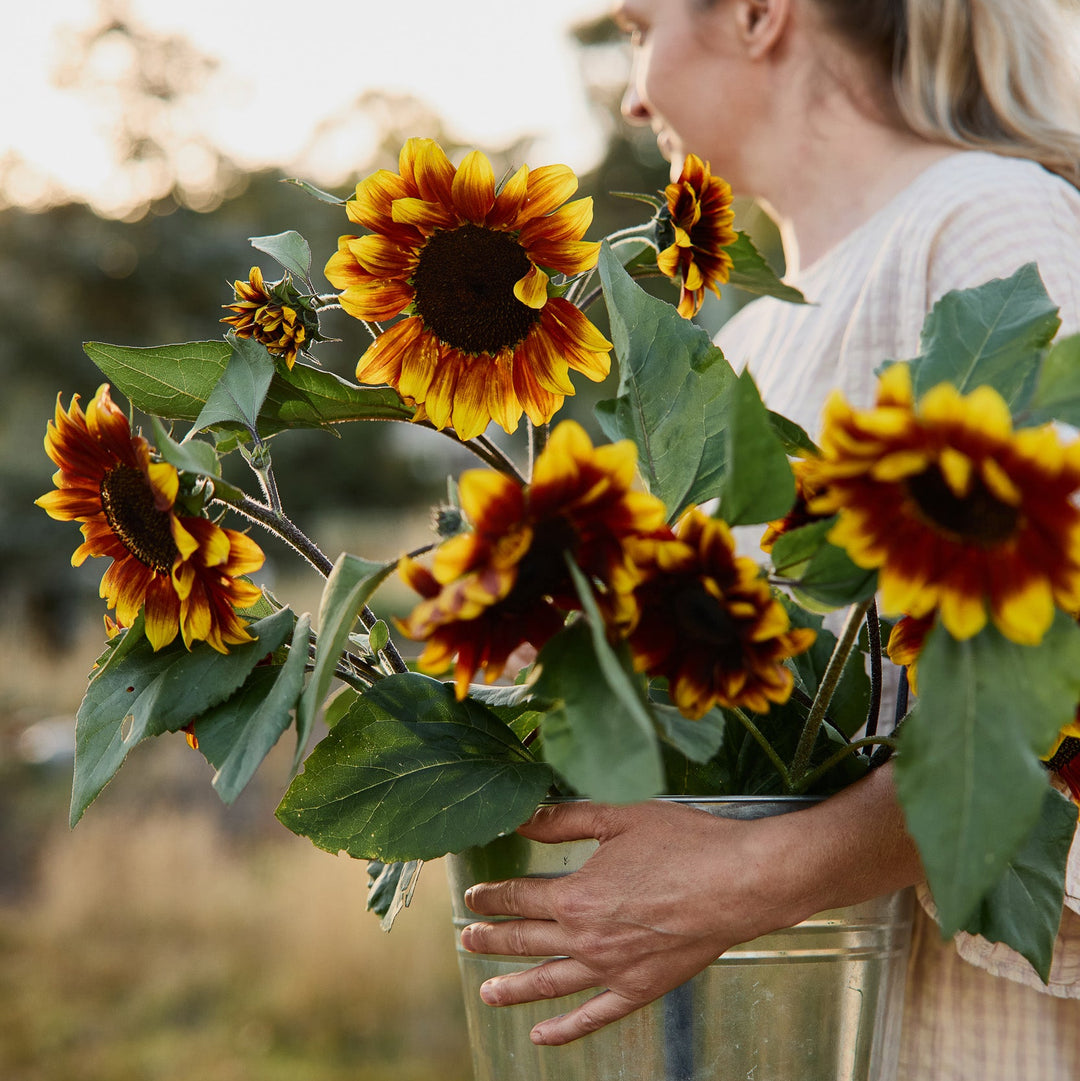 Sunflower Sonnet Branching Flower | X 15 Seeds