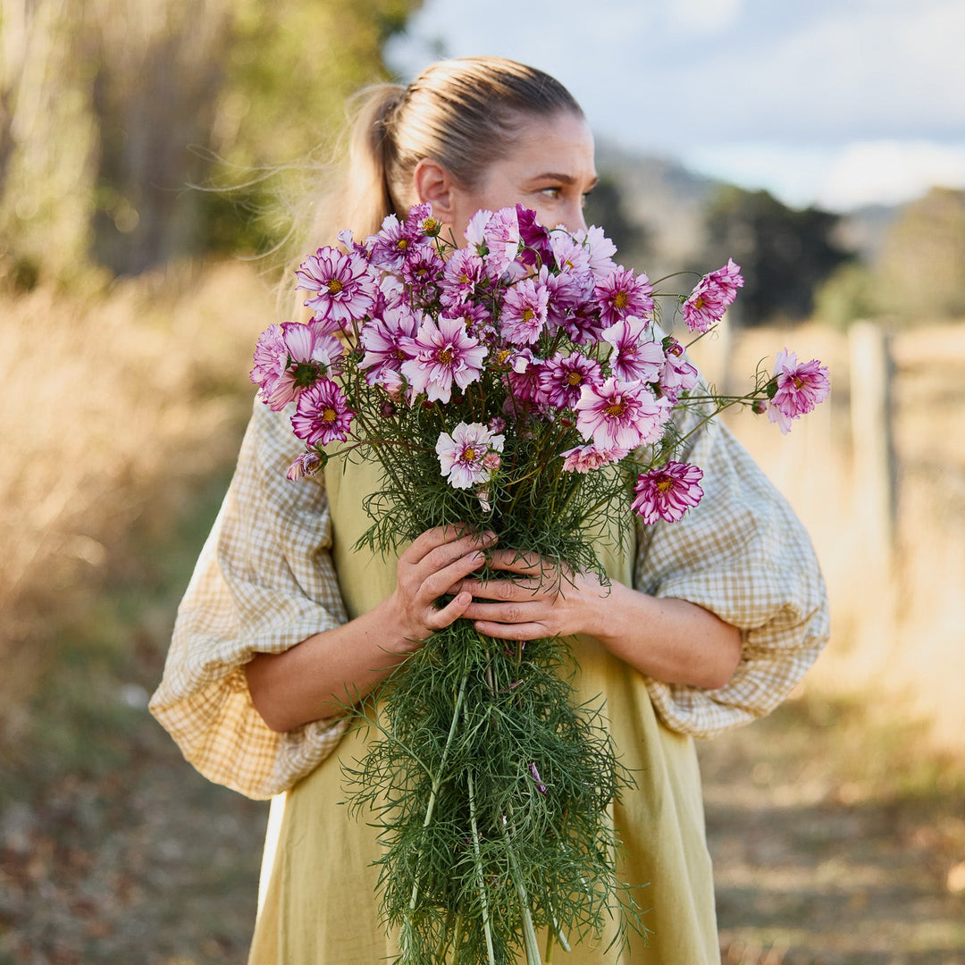 Cosmos Double Click Bicolour Violet Flower | X 30 Seeds