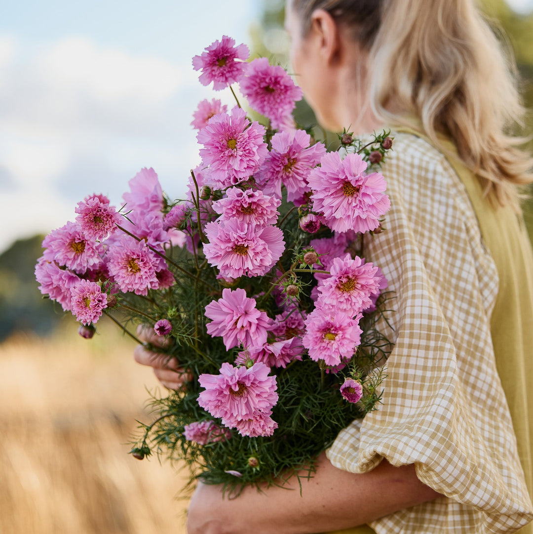 cosmos rose bonbon seeds Cosmos Double Dutch Rose Bon Bon Flower