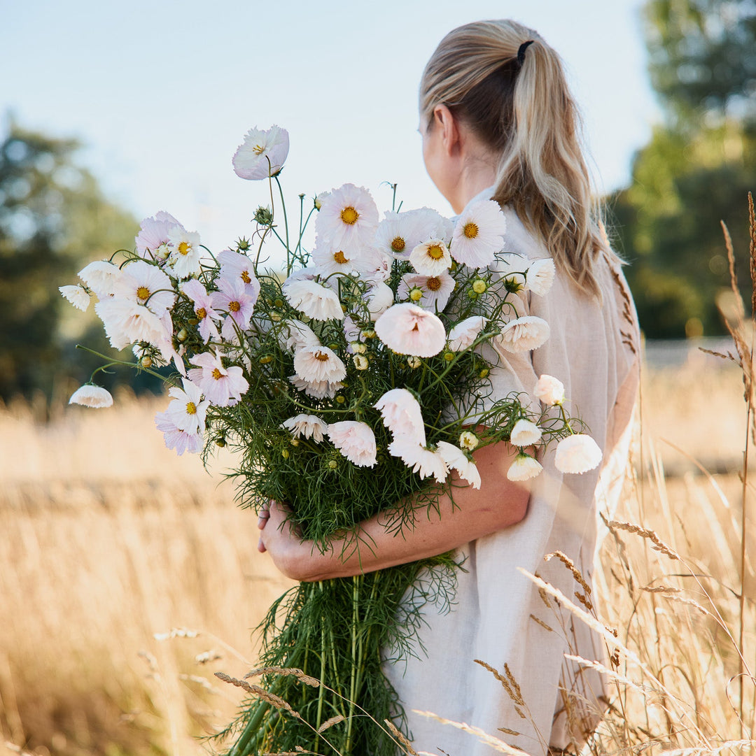 Cosmos Cupcakes Blush Flower | X 30 Seeds