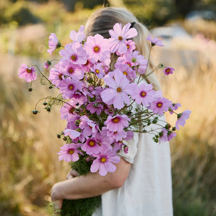 Breast Cancer Pink Seed Pack x 10 Varieties
