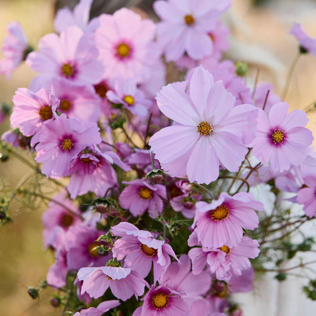Cosmos Sensation Pinkie Rose Flower | X 50 Seeds