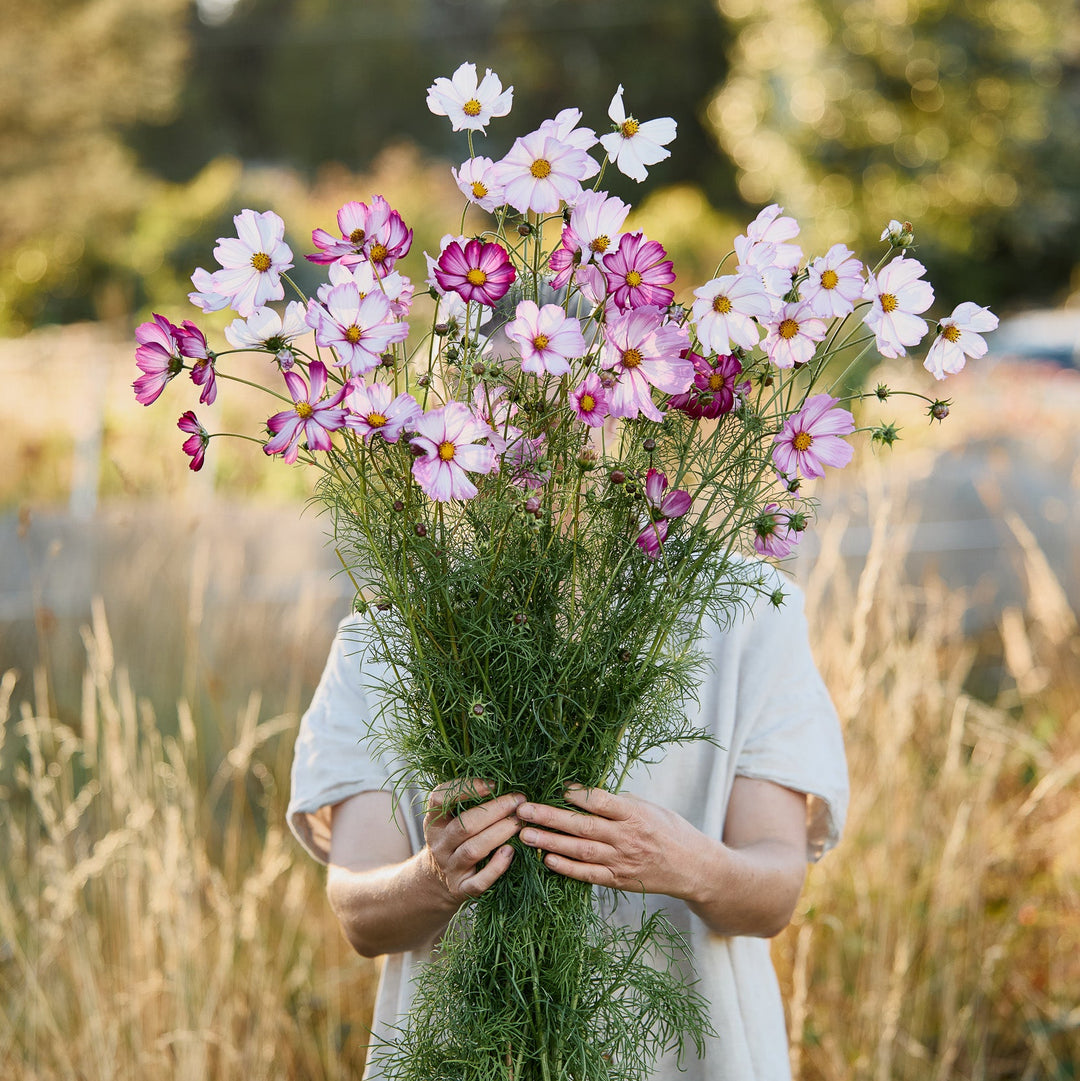 Cosmos Sensations Candy Stripe Flower | X 80 Seeds