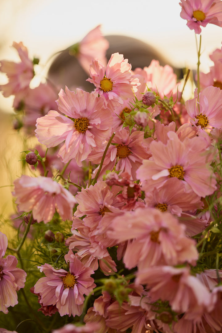 Cosmos Apricotta Flower | X 30 Seeds