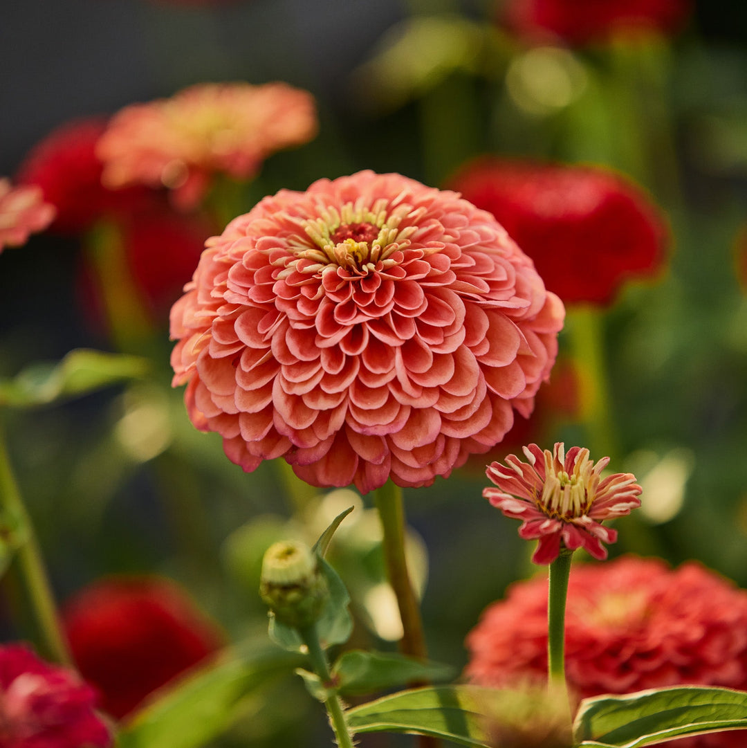 Zinnia Benary's Giant Salmon Rose Flower | X 30 Seeds