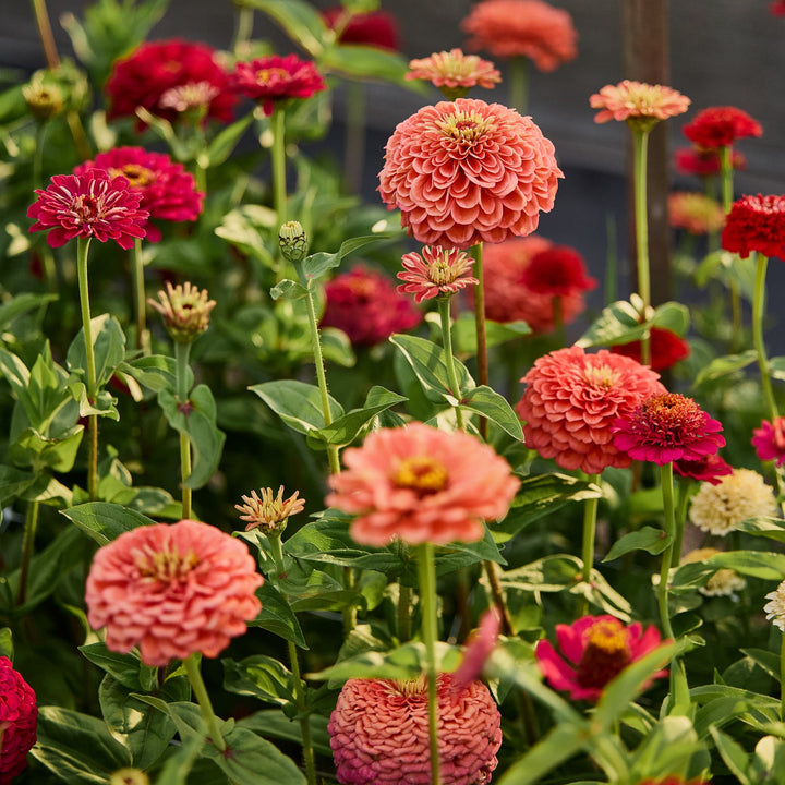 Zinnia Benary's Giant Salmon Rose Flower | X 30 Seeds