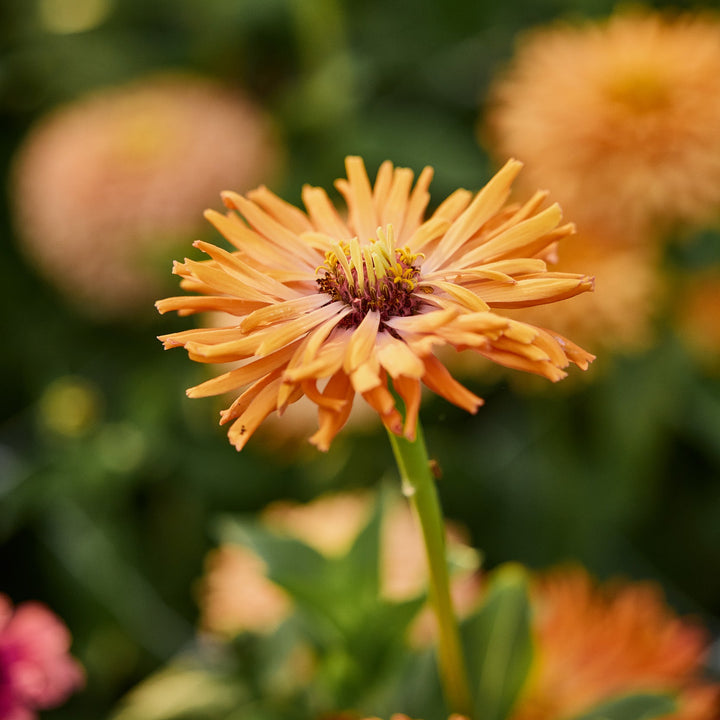 Zinnia Agave Flower | X 20 Seeds
