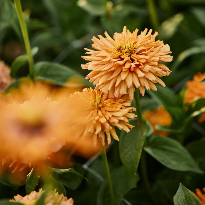 Zinnia Agave Flower | X 20 Seeds