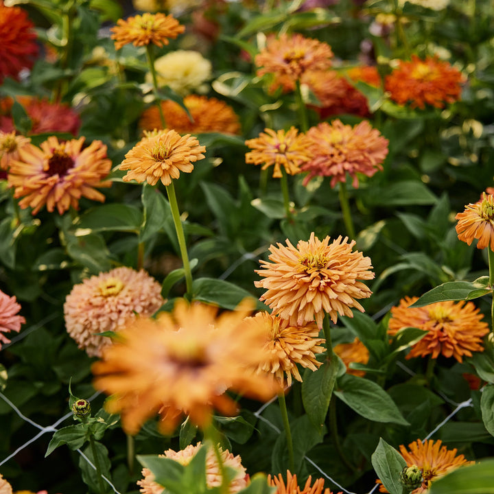 Zinnia Agave Flower | X 20 Seeds