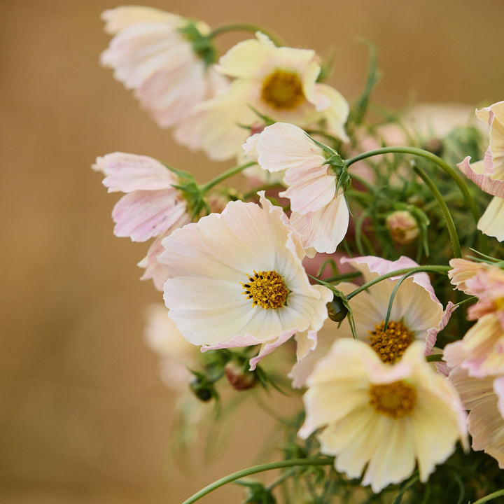 Cosmos Apricot Lemonade Flower | X 30 Seeds