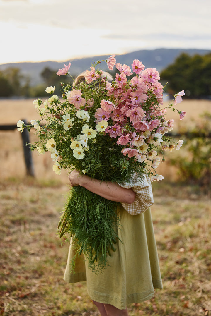 Cosmos Peachy Lemon Mix Flower | X 30 Seeds