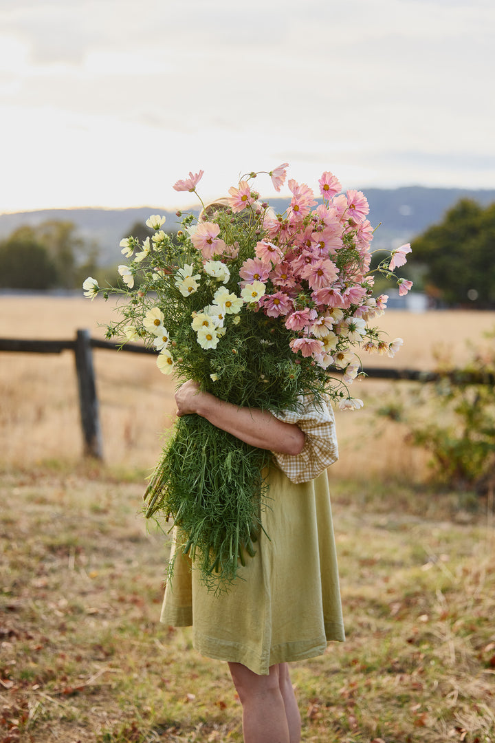 Cosmos Peachy Lemon Mix Flower | X 30 Seeds
