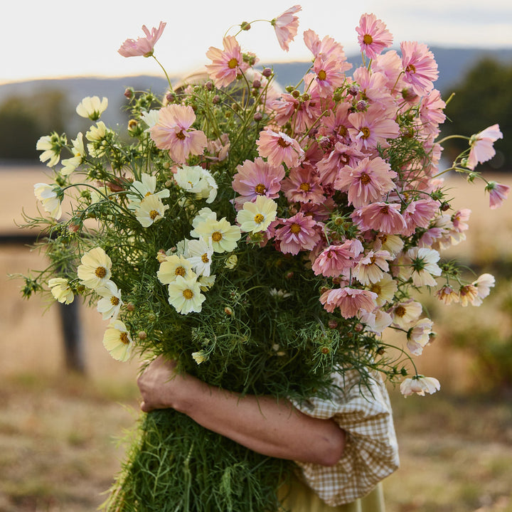 Cosmos Peachy Lemon Mix Flower | X 30 Seeds