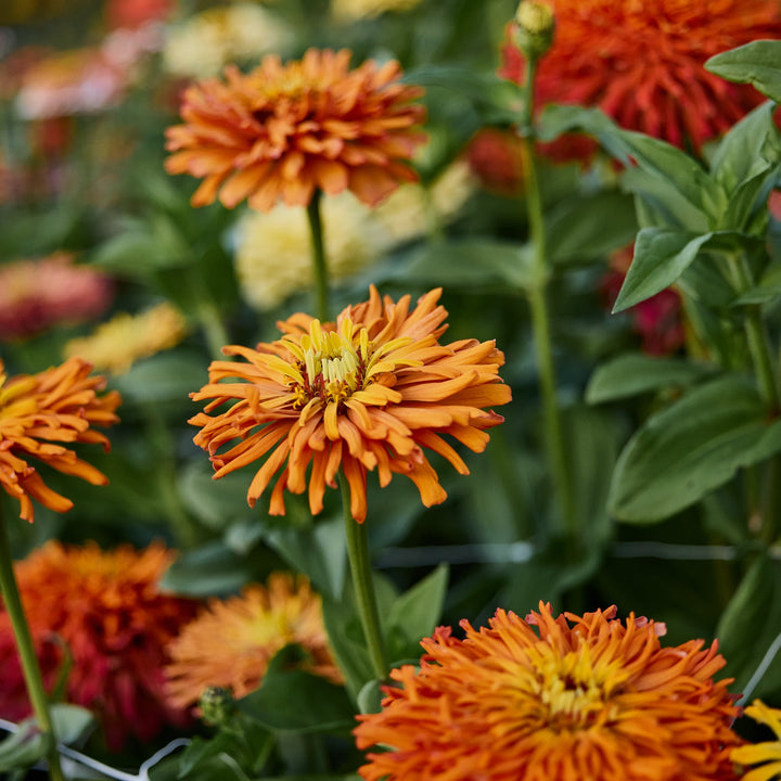 Zinnia Agave Flower | X 20 Seeds