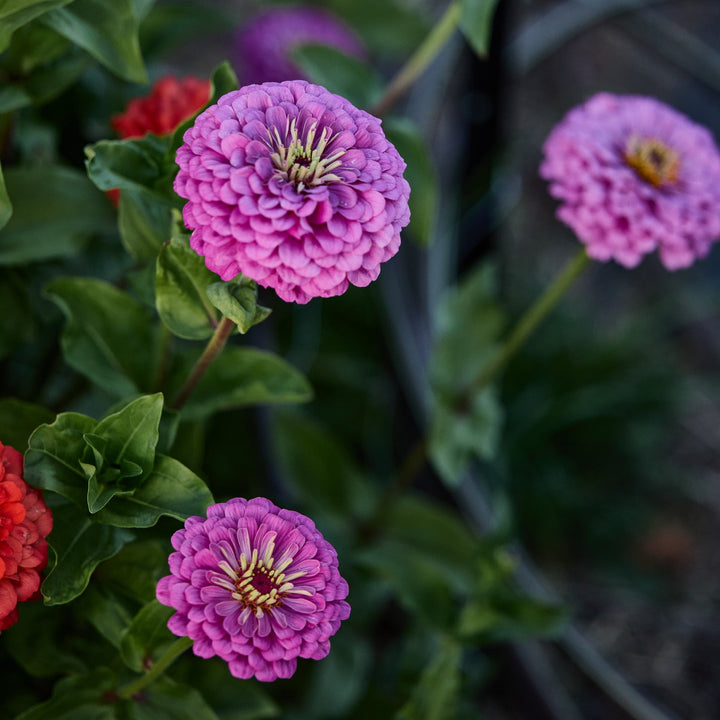 Zinnia Dream Rosy Lavender Flower | X 70 Seeds