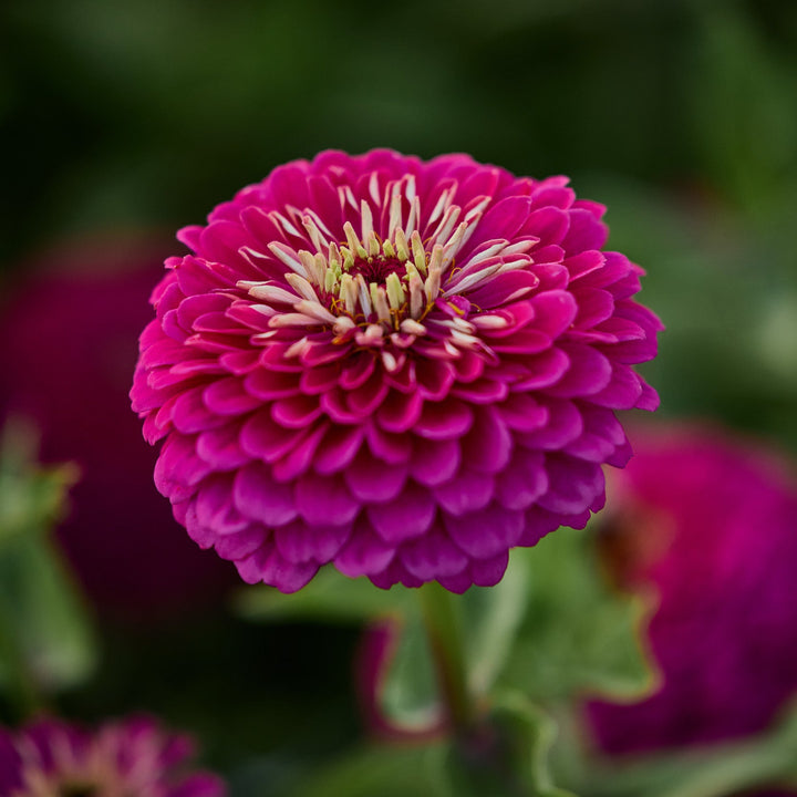 Zinnia Queeny Violet Flower | X 50 Seeds