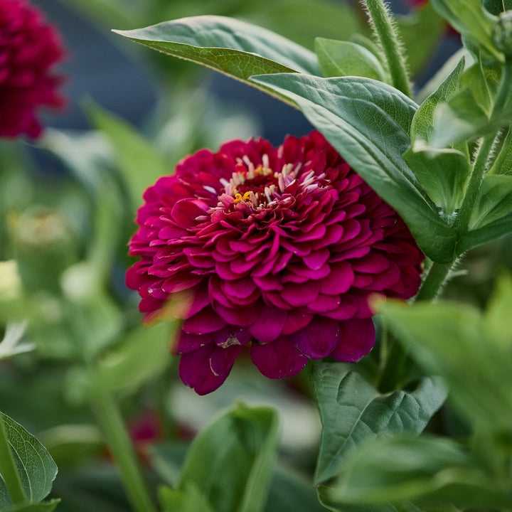 Zinnia Benary&