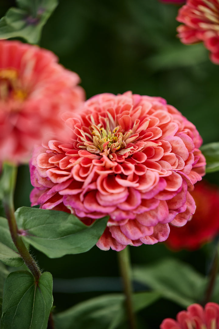 Zinnia Benary's Giant Salmon Rose Flower | X 30 Seeds