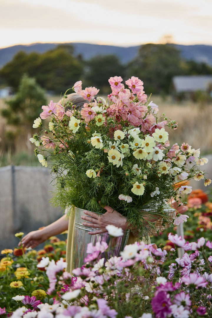 Cosmos Peachy Lemon Mix Flower | X 30 Seeds