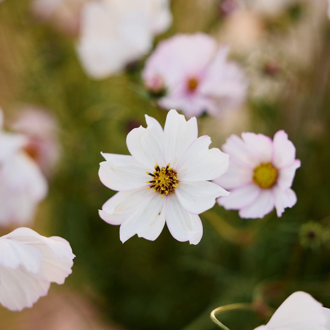Cosmos Sensation Picotee Flower | X 50 Seeds