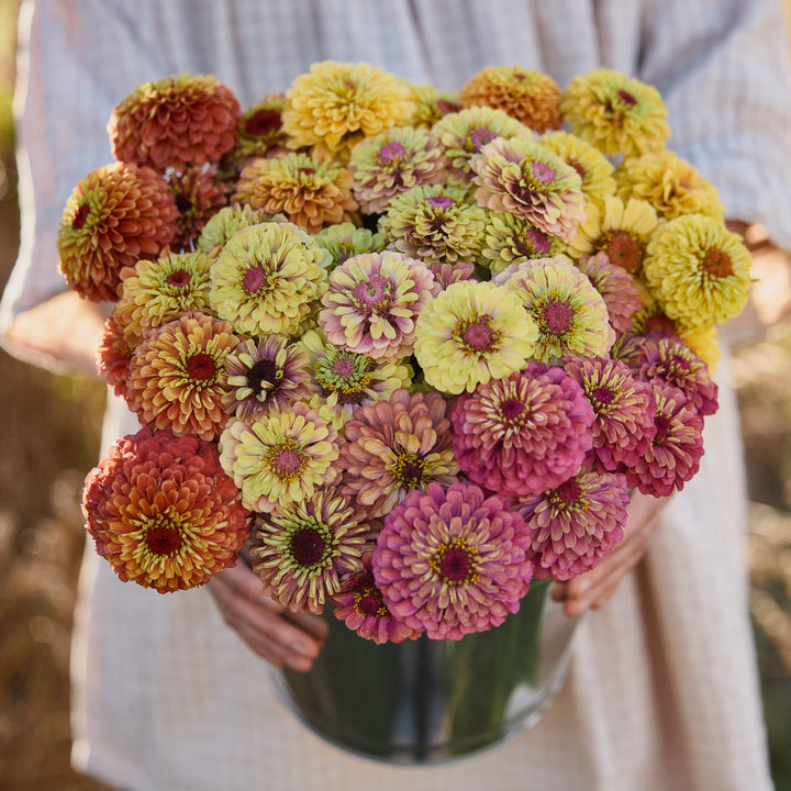 Zinnia Queeny Mix Flower | X 30 Seeds