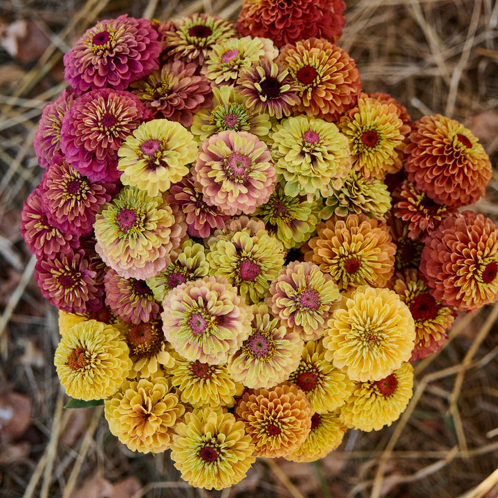 Zinnia Queeny Mix Flower | X 30 Seeds