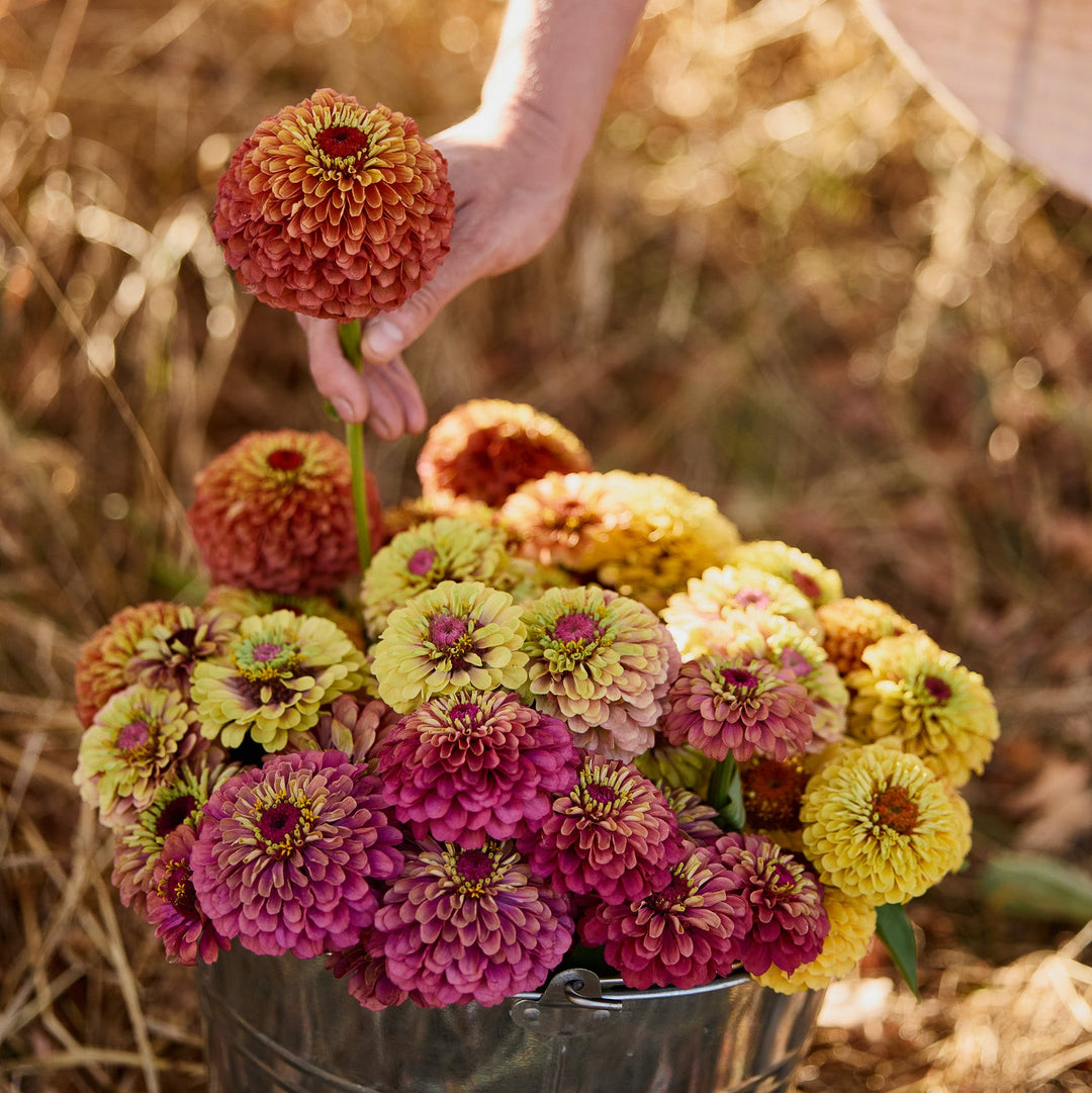 Zinnia Queeny Mix Flower | X 30 Seeds