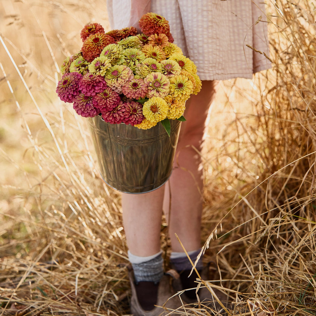 Zinnia Queeny Mix Flower | X 30 Seeds