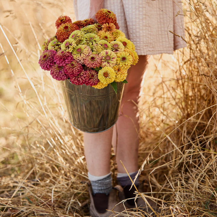 Zinnia Queeny Mix Flower | X 30 Seeds