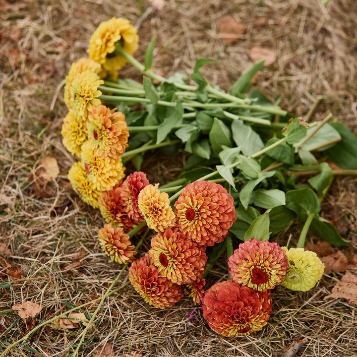 Zinnia Queeny Mix Flower | X 30 Seeds