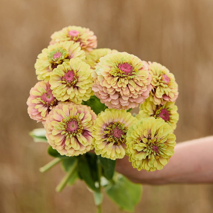 Zinnia Queeny Lime with Blush Flower | X 30 Seeds