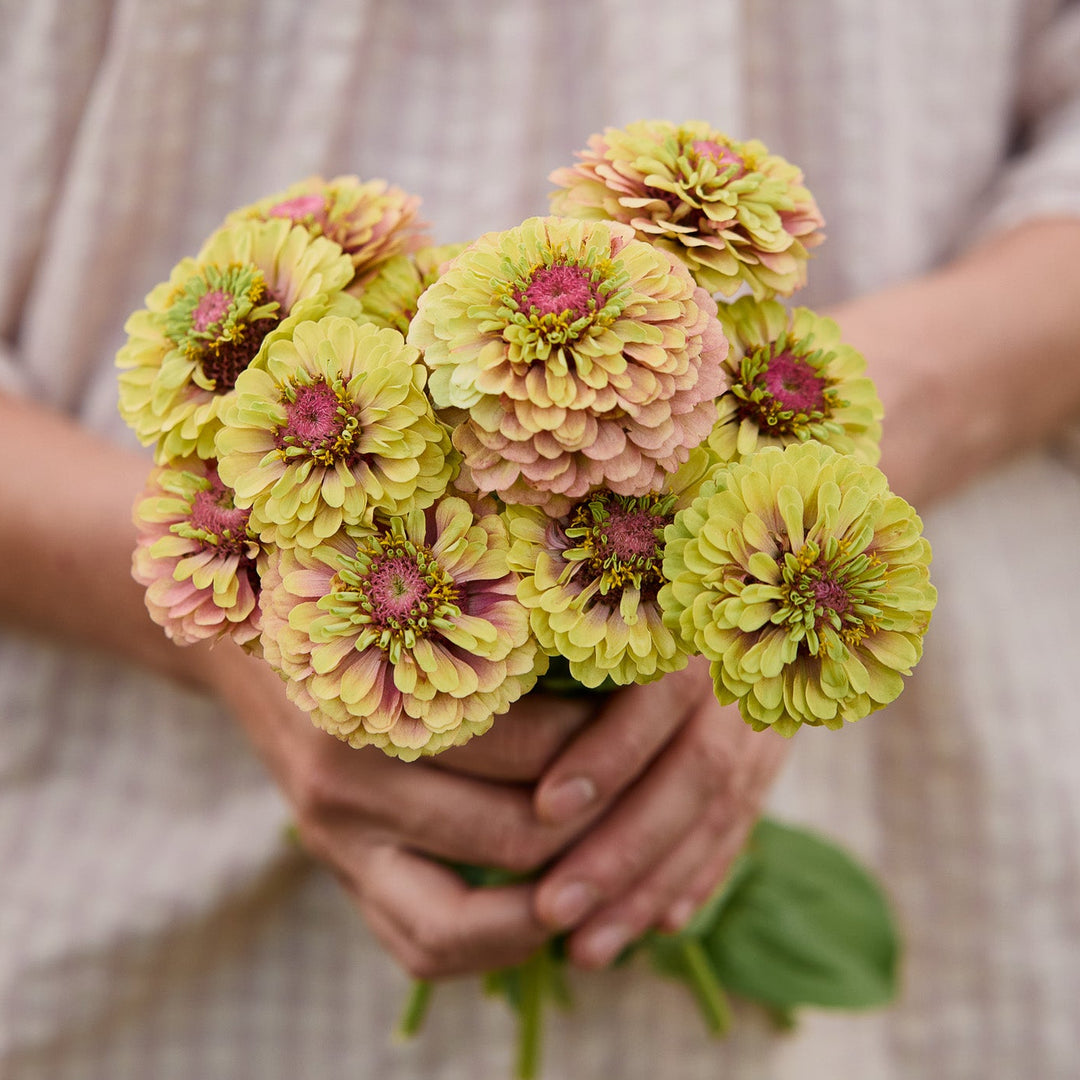 Zinnia Queeny Lime with Blush Flower | X 30 Seeds