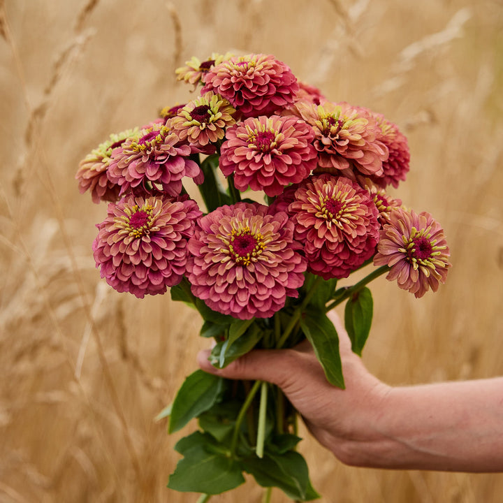 Zinnia Queeny Red with Lime Flower | X 30 Seeds