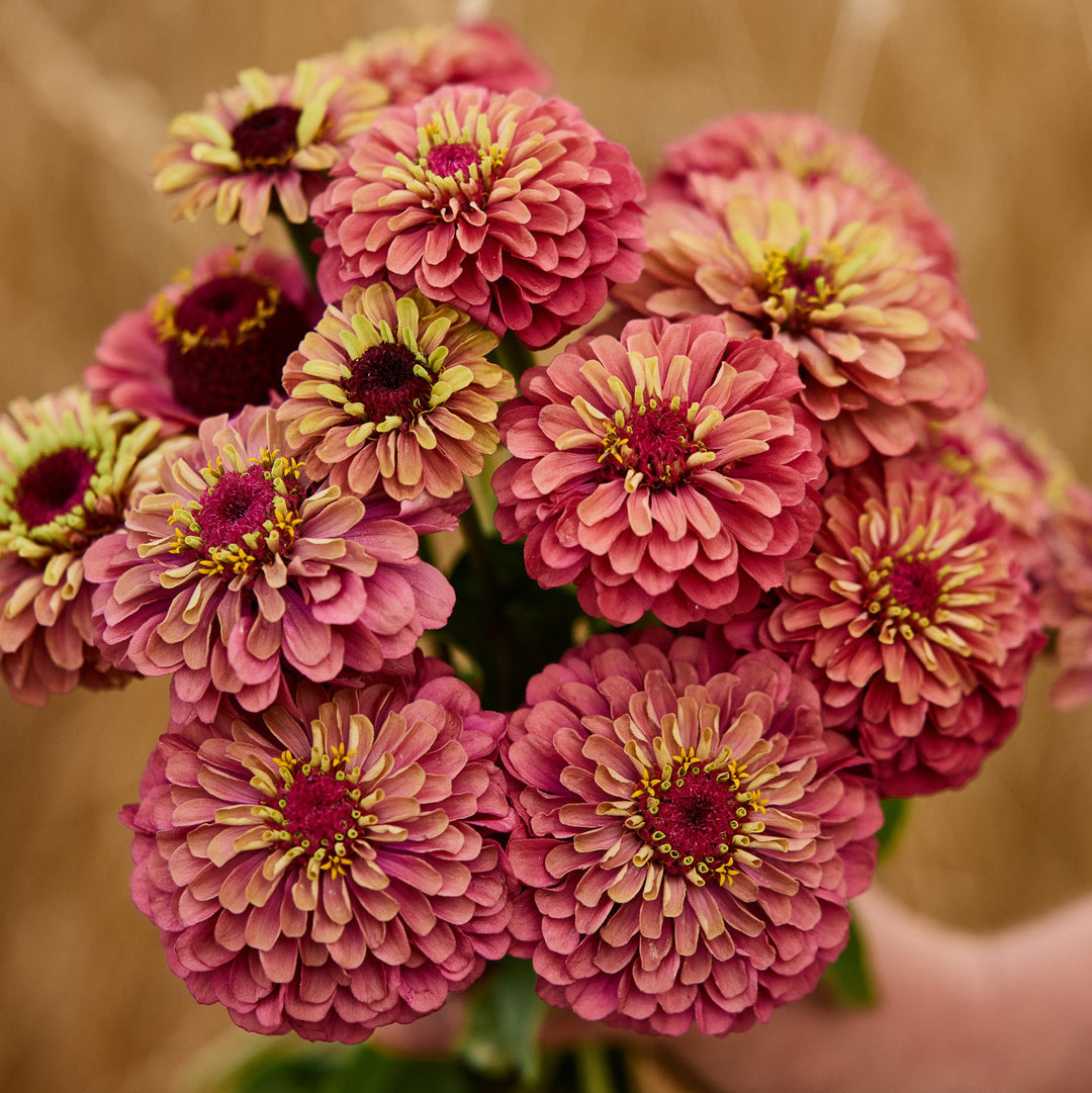 Zinnia Queeny Red with Lime Flower | X 30 Seeds