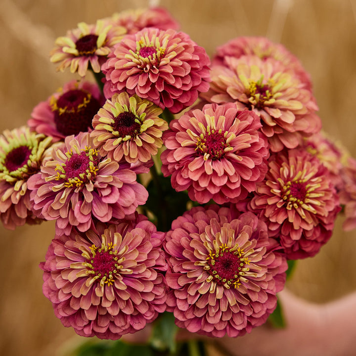 Zinnia Queeny Red with Lime Flower | X 30 Seeds