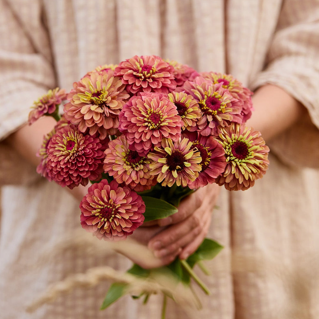 Zinnia Queeny Red with Lime Flower | X 30 Seeds