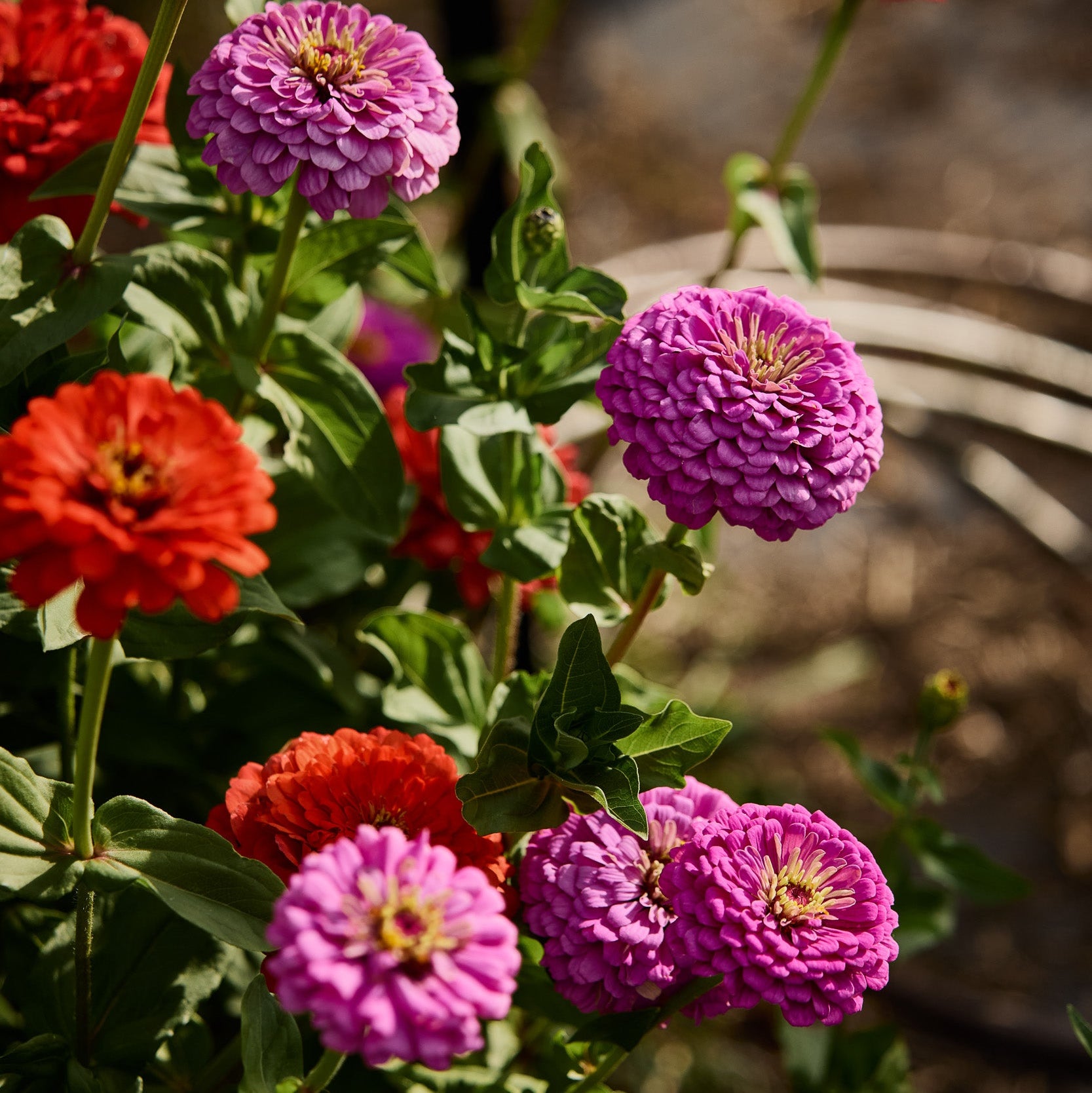 Zinnia Benary's Giant Lilac Flower | X 30 Seeds – Veggie & Flower ...