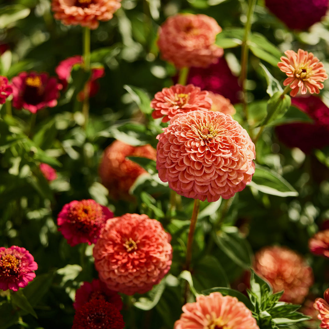 Zinnia Benary's Giant Salmon Rose Flower | X 30 Seeds