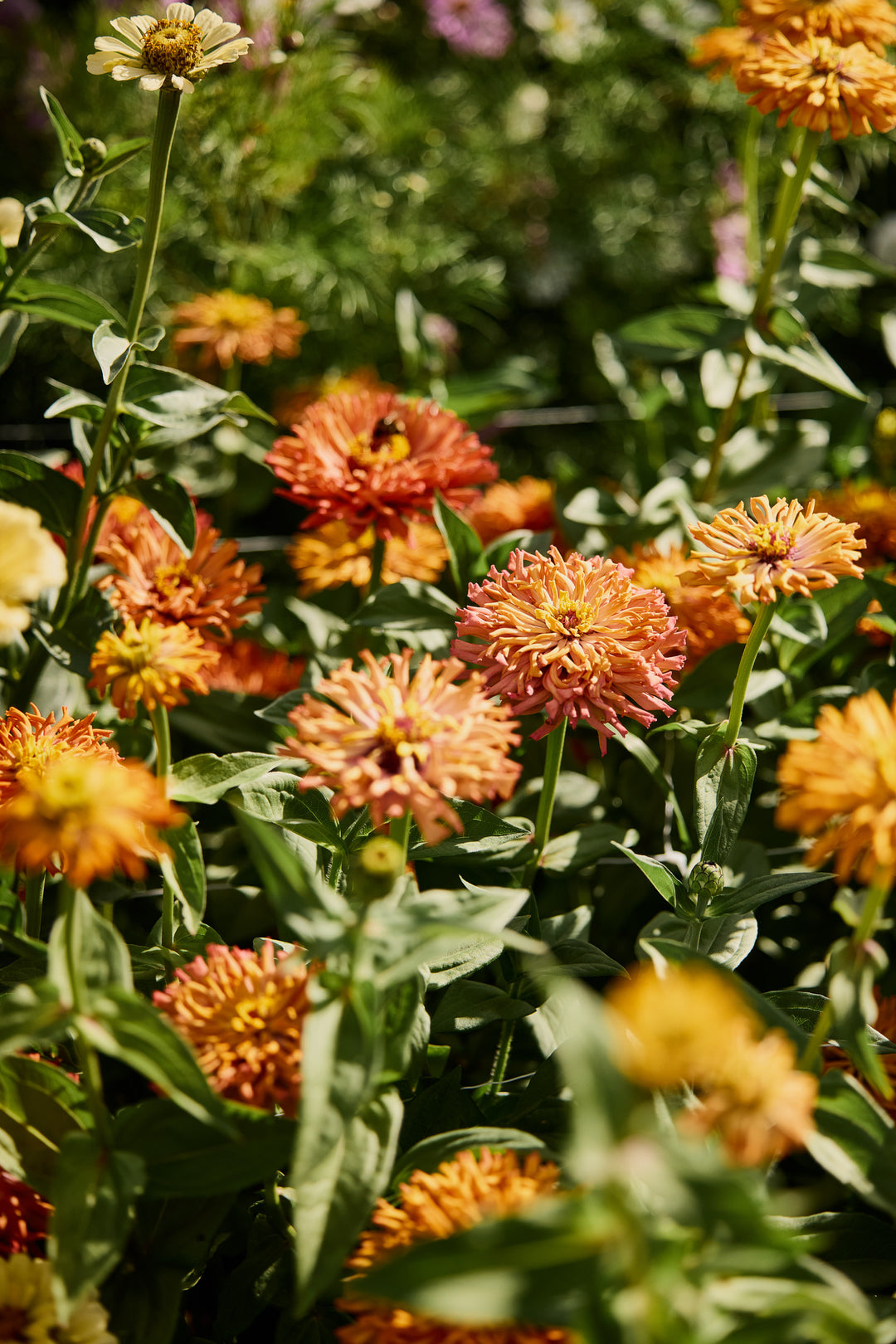 Zinnia Agave Flower | X 20 Seeds