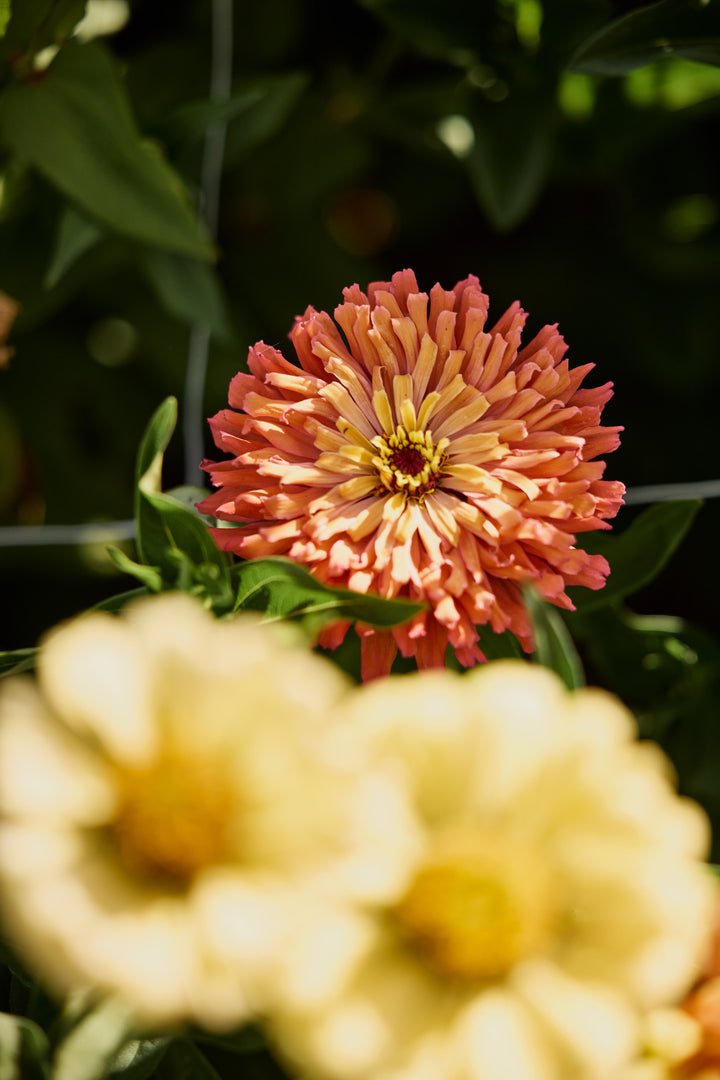 Zinnia Agave Flower | X 20 Seeds