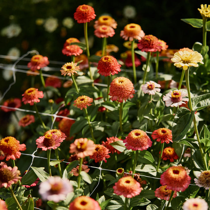 Zinnia Zinderella Peach Flower | X 30 Seeds