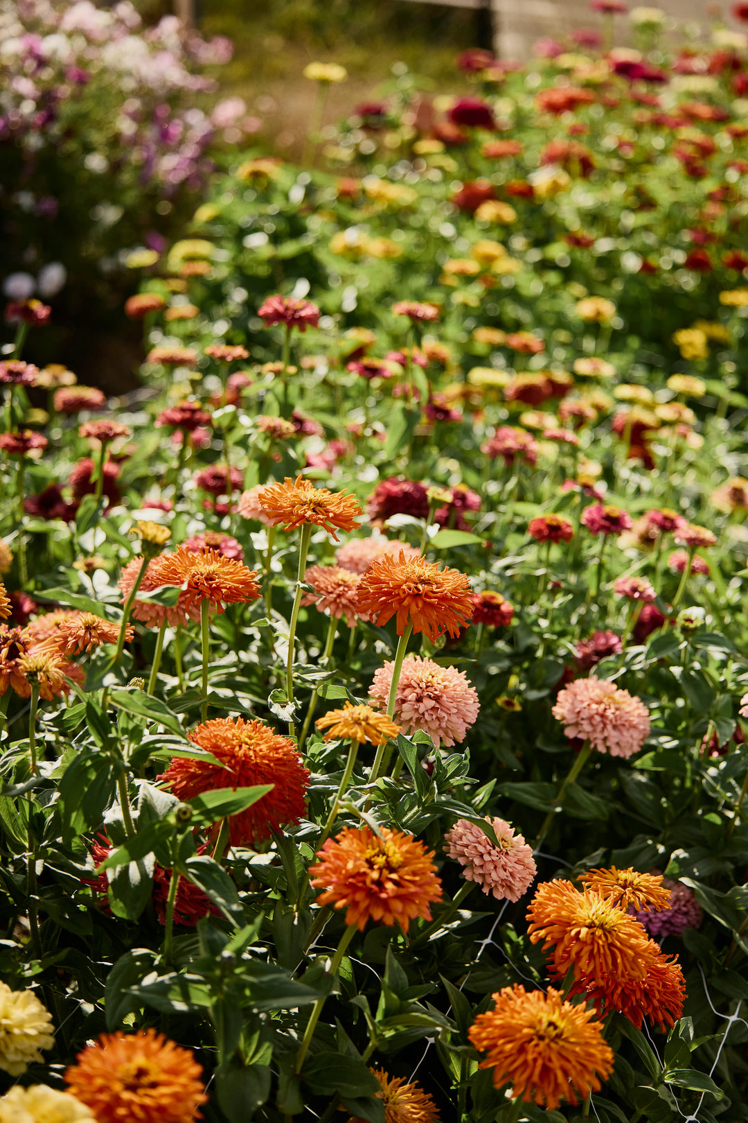 Zinnia Agave Flower | X 20 Seeds