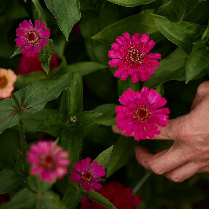 Zinnia Cresto Violet Flower | X 30 Seeds
